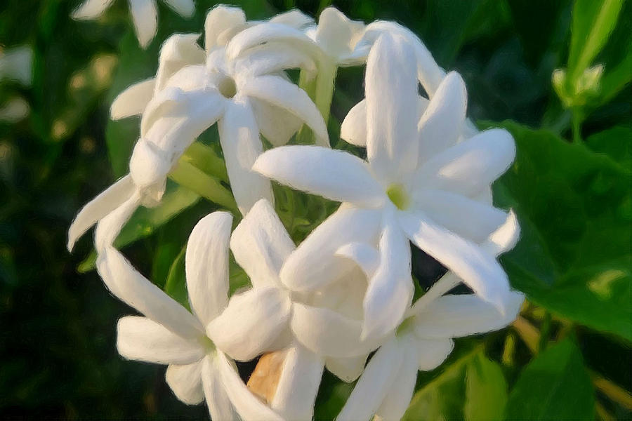 900x600 Star Jasmine Flower Painting By Jeelan Clark