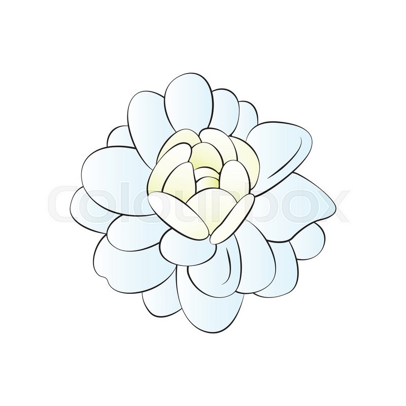 800x800 Vector Cartoon Jasmine On White Background. Stock Vector Colourbox