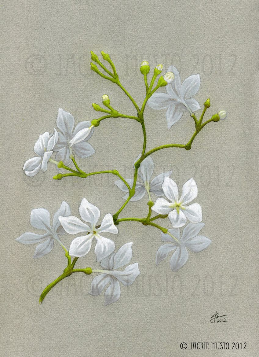 Jasmine Flower Drawing at for