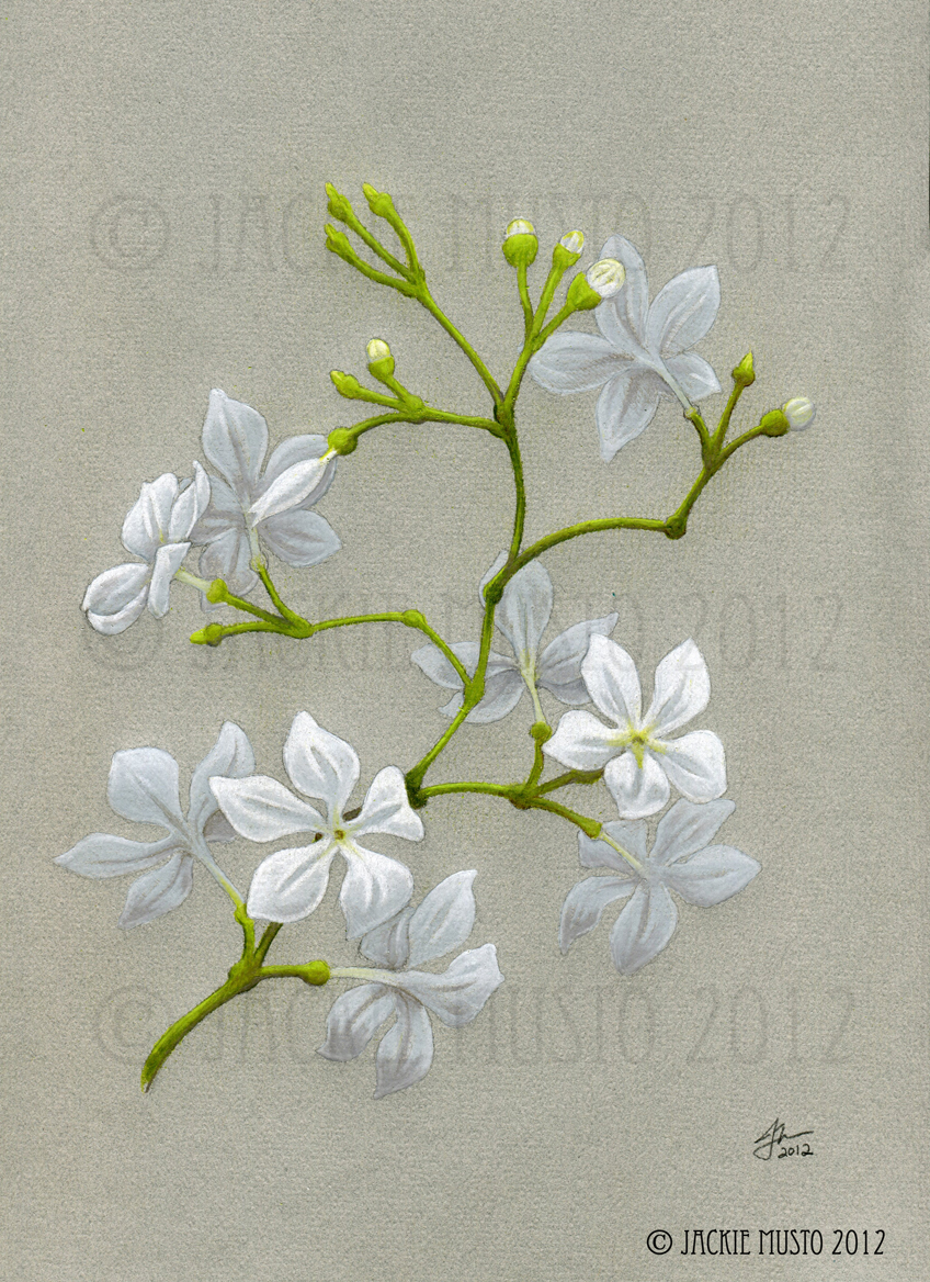 Jasmine Flower  Drawing  Tattoo at GetDrawings com Free 