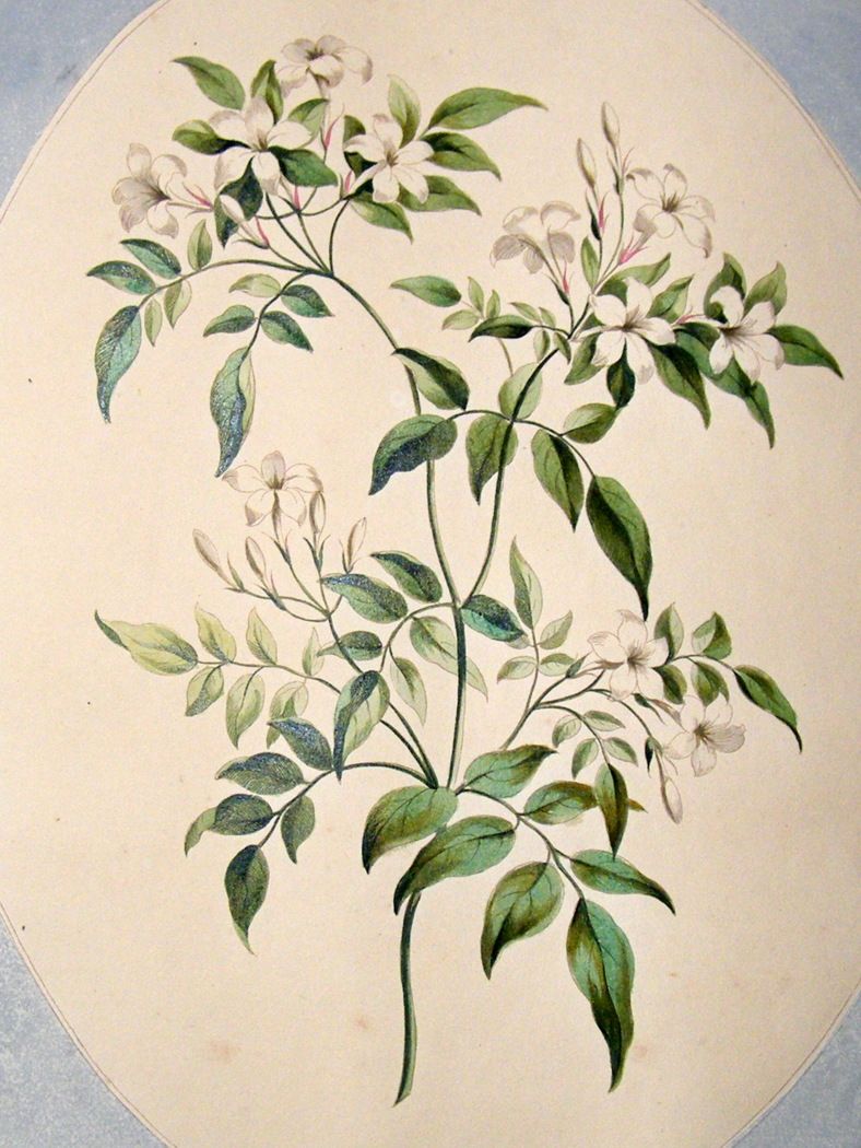 788x1050 Jasmine Tattoo Flower Jasmine Tattoos Flowers Tattoo Jasmin Flower