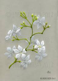 191x264 Image Result For Jasmine Flower Drawing Projects To Try