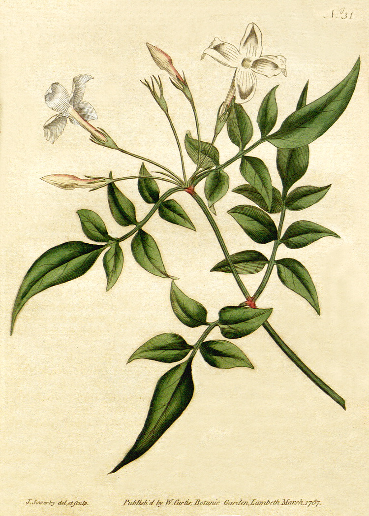 750x1048 Jasminum Officinale
