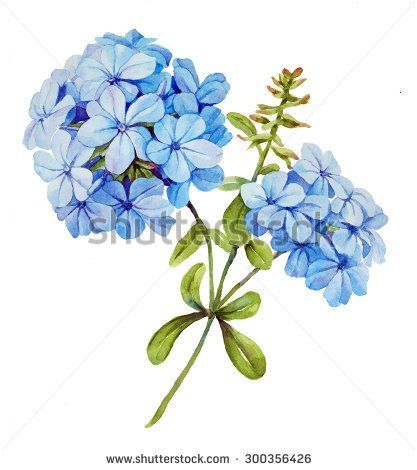 417x470 Watercolor With Blue Jasmine Flower, Jasmine Bouquet Clip Art