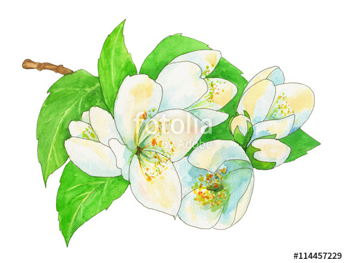 500x381 Jasmine, White Flowers And Green Leaves With Black Outline