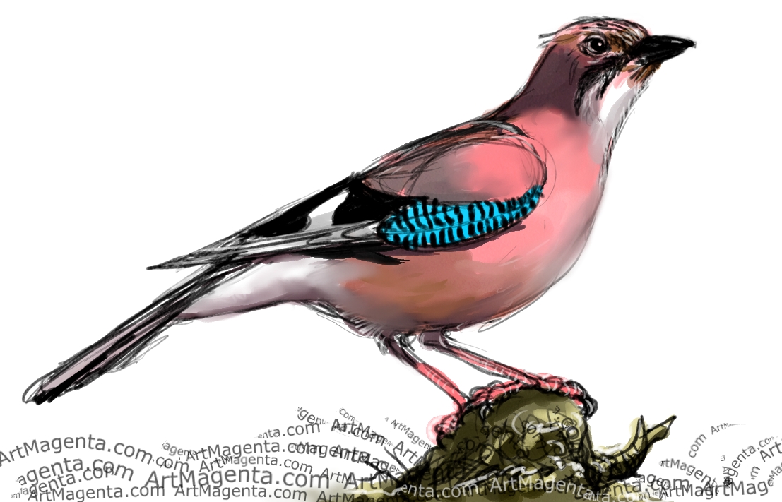 1107x711 Birds Jay
