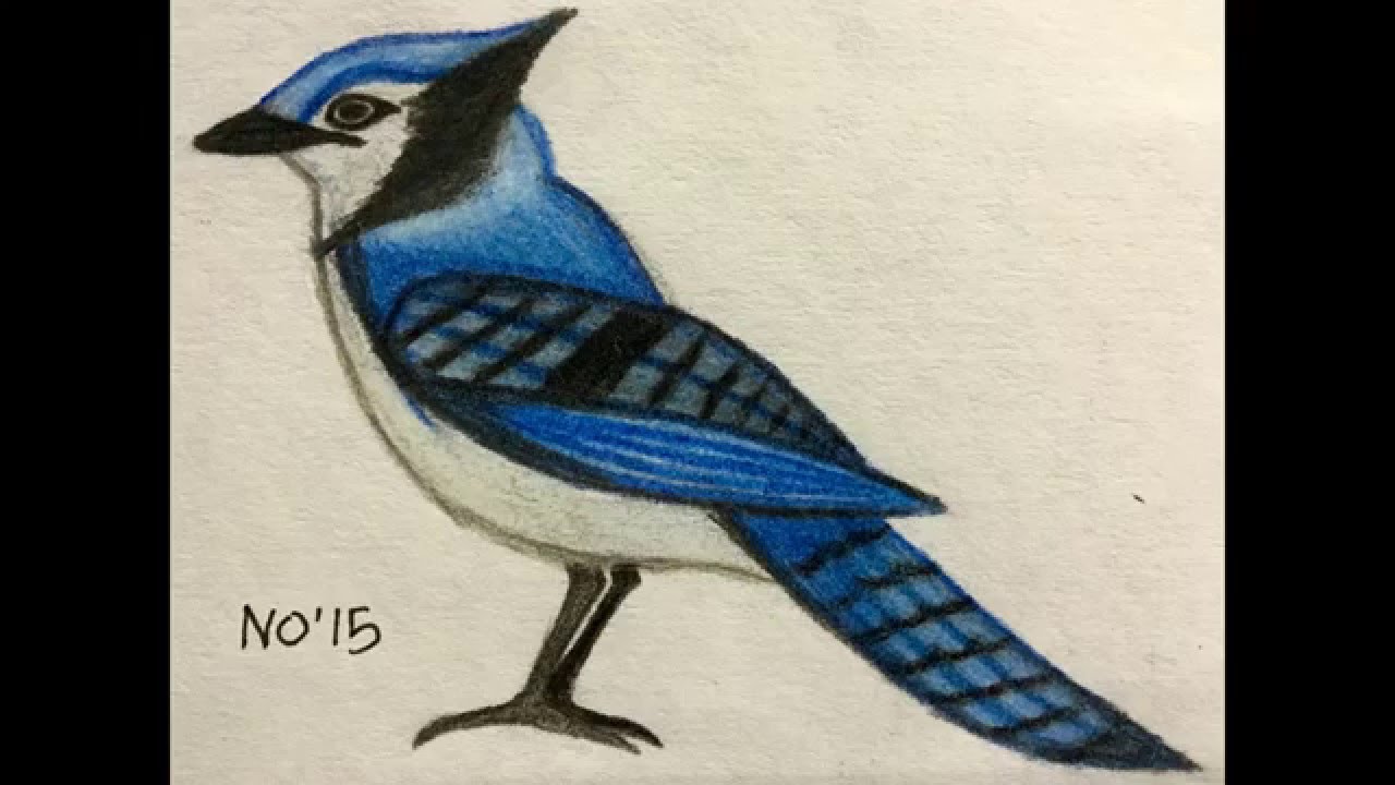 1280x720 Blue Jay Drawing