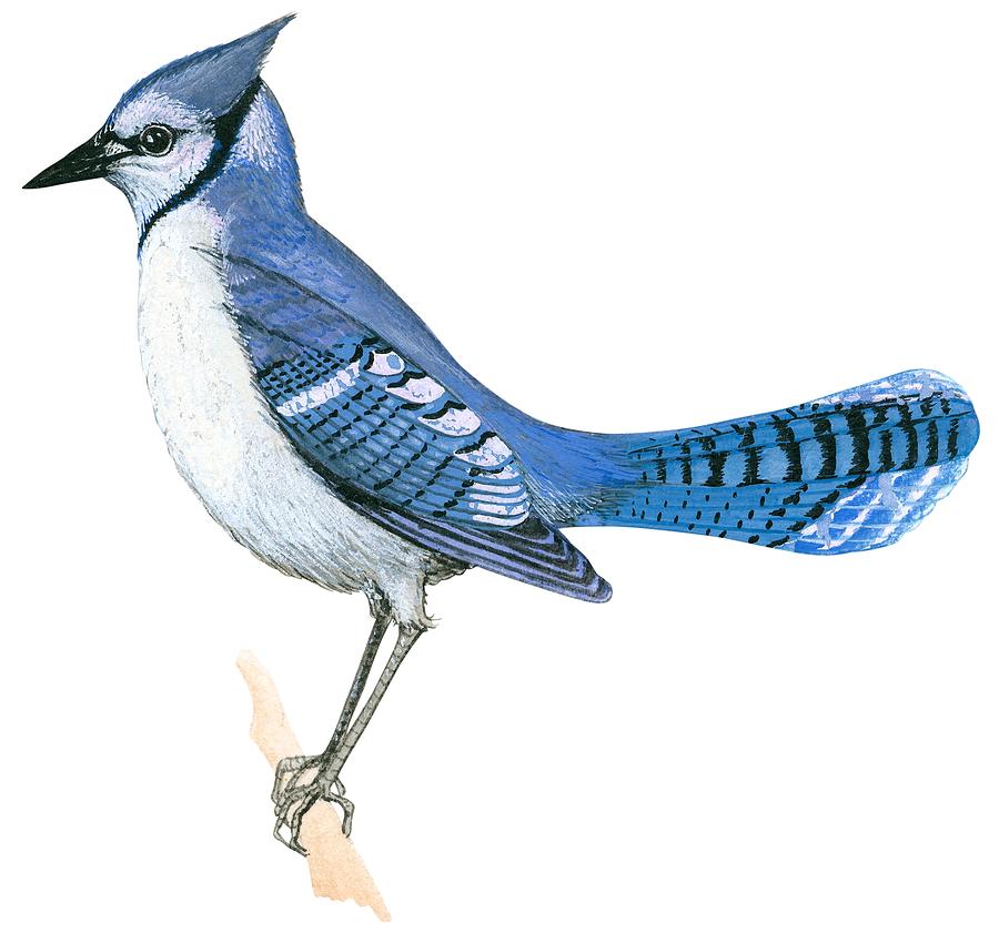 900x841 Blue Jay Drawing By Anonymous