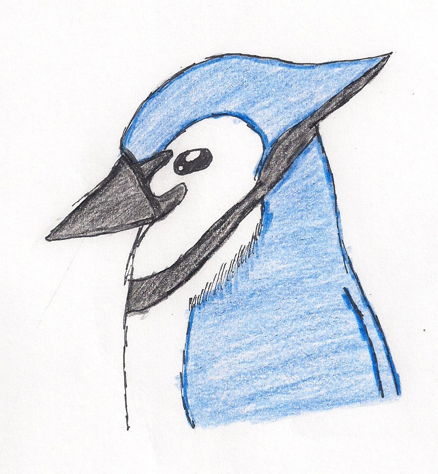 854x925 Blue Jay Sketch By Trixie220