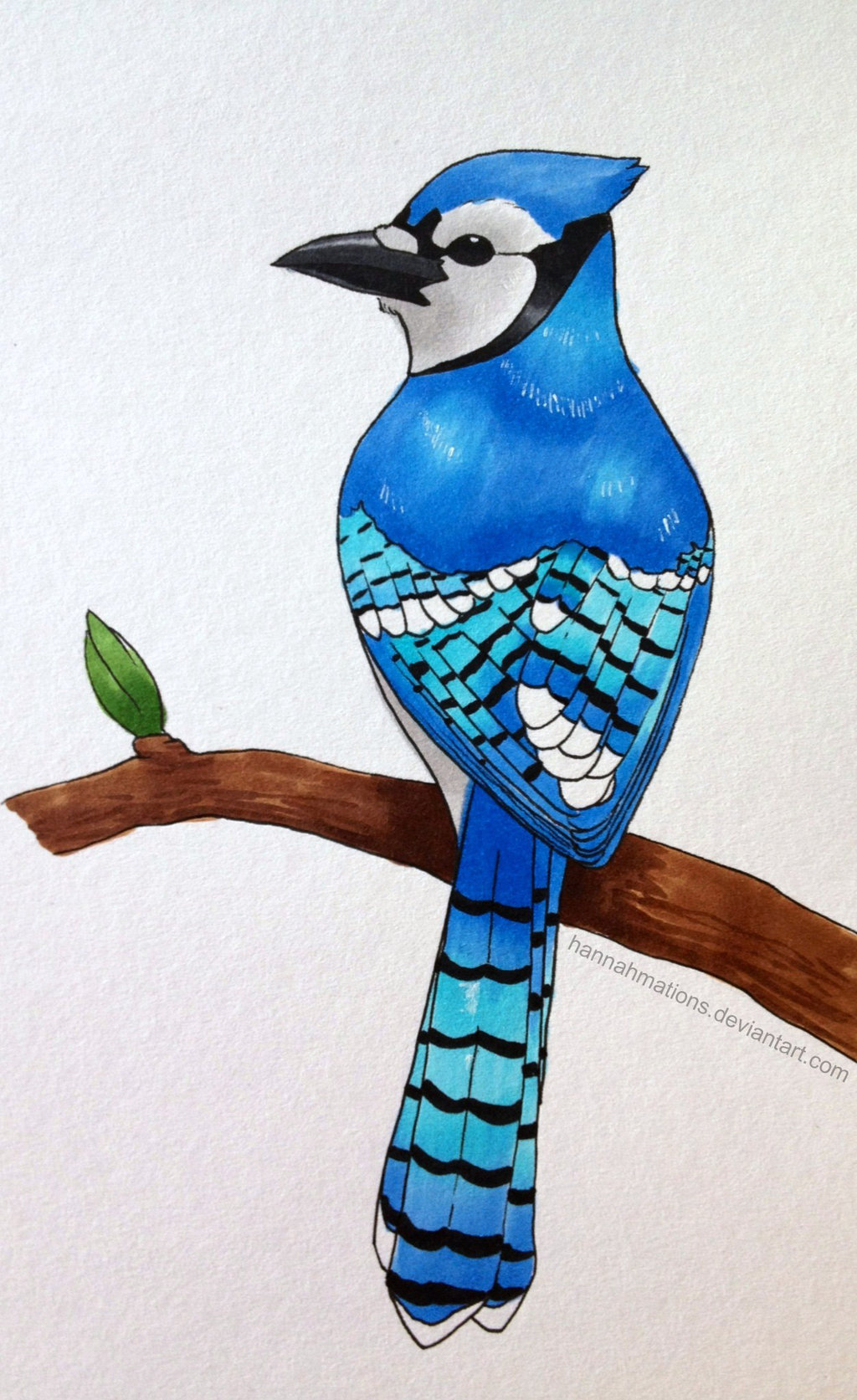 1024x1673 Blue Jay By Hannahmations