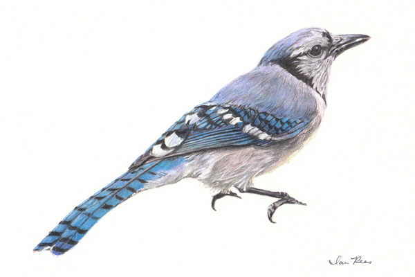 600x400 Color Pencil Drawing Blue Jay