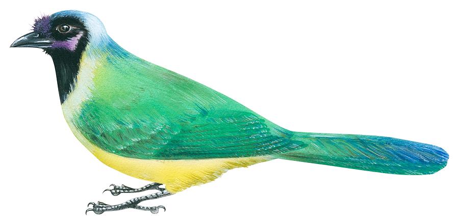 900x438 Green Jay Drawing By Anonymous