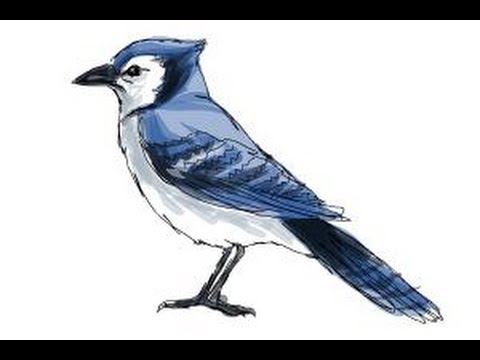480x360 How To Draw A Blue Jay
