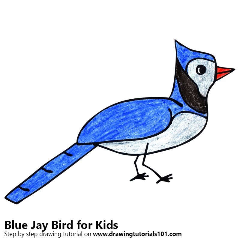 800x800 Learn How To Draw A Blue Jay Bird For Kids (Animals For Kids) Step