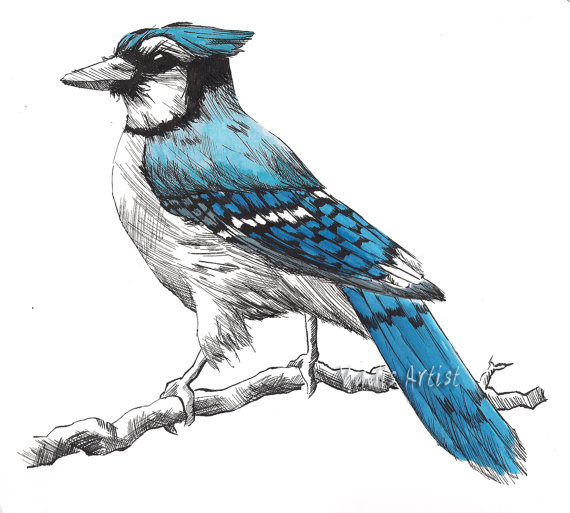 570x513 Small Pen And Ink Blue Jay Drawing Art Print 5x5 By Vadisartist