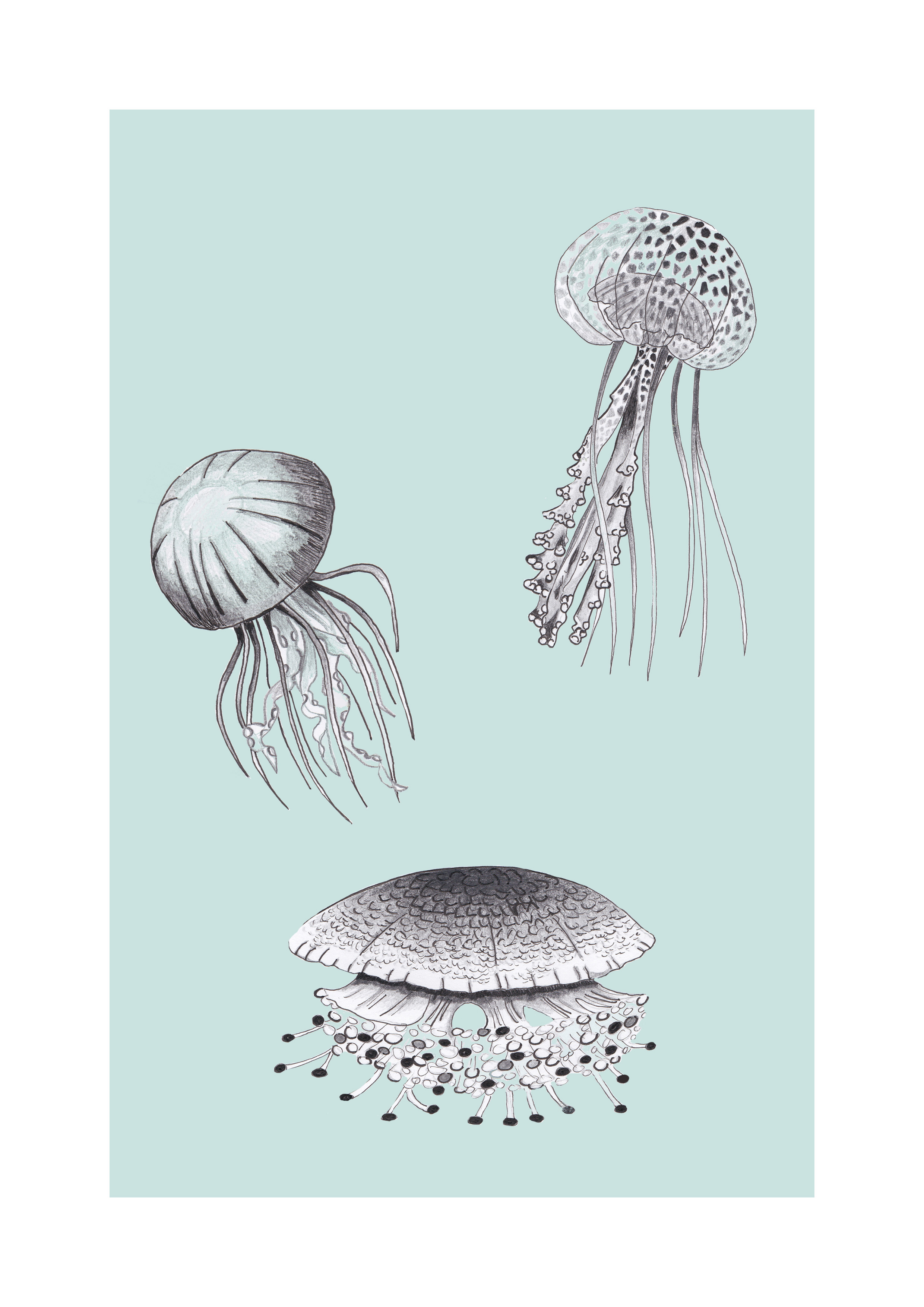 2480x3508 Jellyfish Drawing