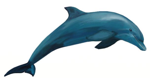 620x316 How To Draw A Dolphin