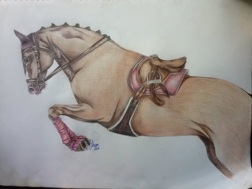 1024x768 Showjumping Horse Drawing By Jessiecutiejay