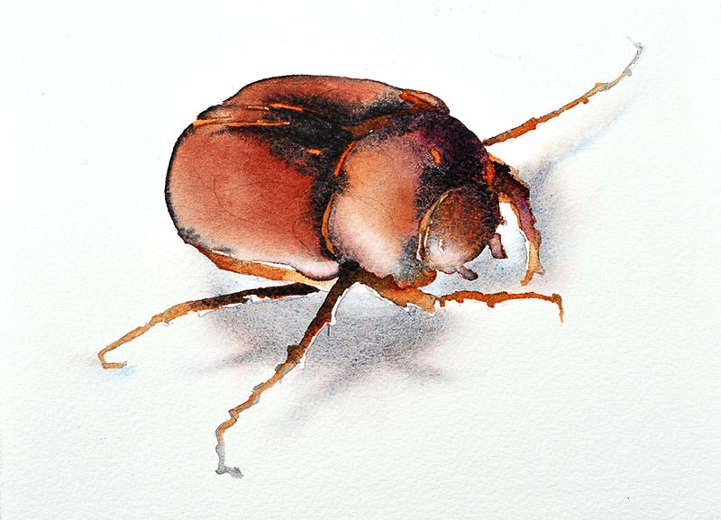 800x577 June Bug From Small Intruders A Watercolor Journey Through