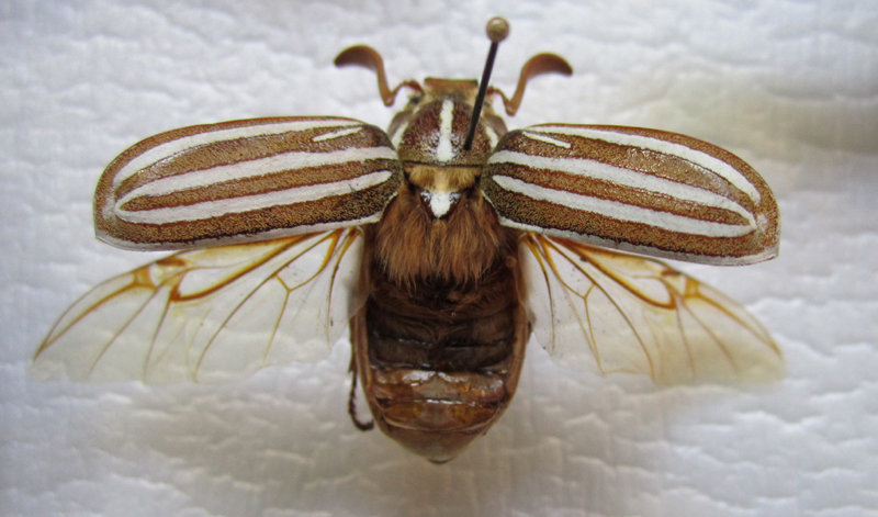 800x471 Striped June Beetle By Reptangle