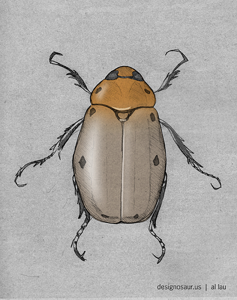473x600 Drawing Spotted Grapevine Beetle Blog.designosaur.us