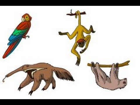 480x360 How To Draw Rainforest Animals