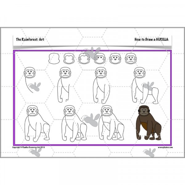 600x600 The Rainforest Drawing Animals Planbee Single Lesson