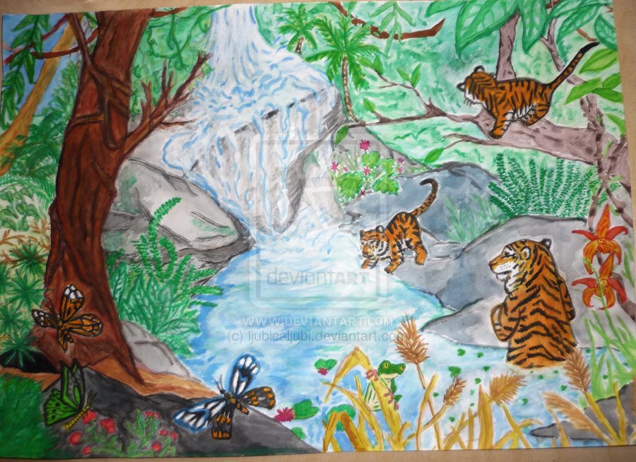 900x654 Tropical Rainforest Animals Drawing Tropical Rainforest Painting