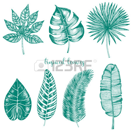 450x450 Vector Tropical Palm Leaves. Jungle Leaves Set Isolated