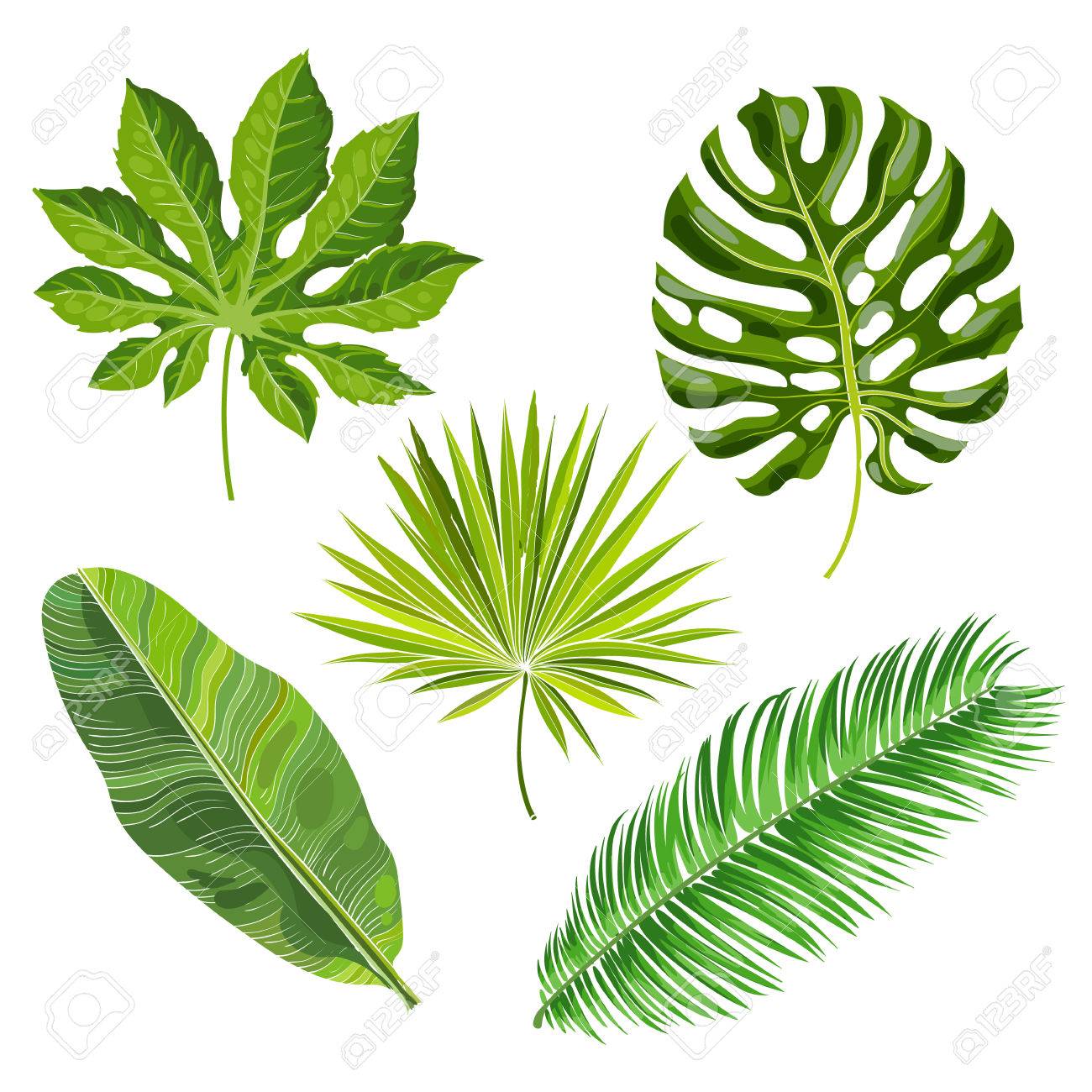 Jungle Leaf Drawing ~ Jungle Leaf Drawing Palm Tree Summer Nature ...
