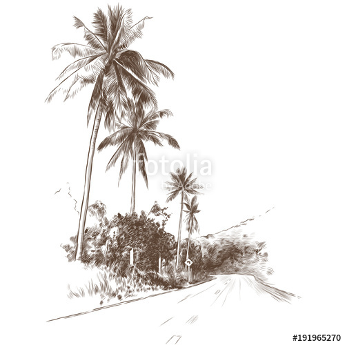 500x500 Road And Jungle With Palm Trees On The Edges, Sketch Vector