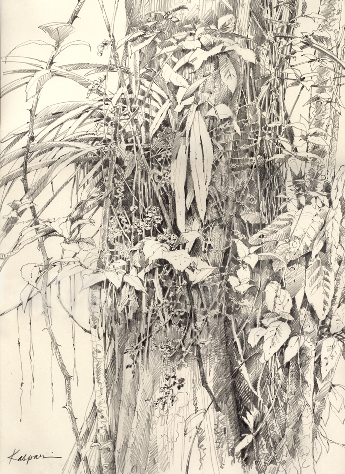 700x960 Dynamic Complexity In Your Basic Jungle Drawing The Motmot