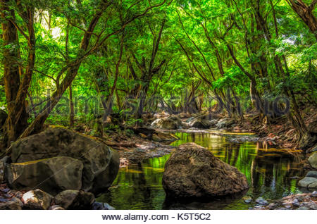 450x318 Creek And Fern Trees In Tropical Tablelands Queensland Australia