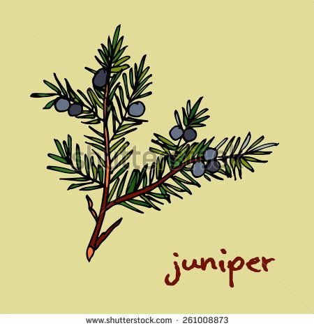 450x470 21 Awesome Juniper Branch Drawing Images Juniper Wren