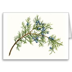 236x236 Baby Owl On Juniper Branch Tattoo Concept By Deezneedsammo