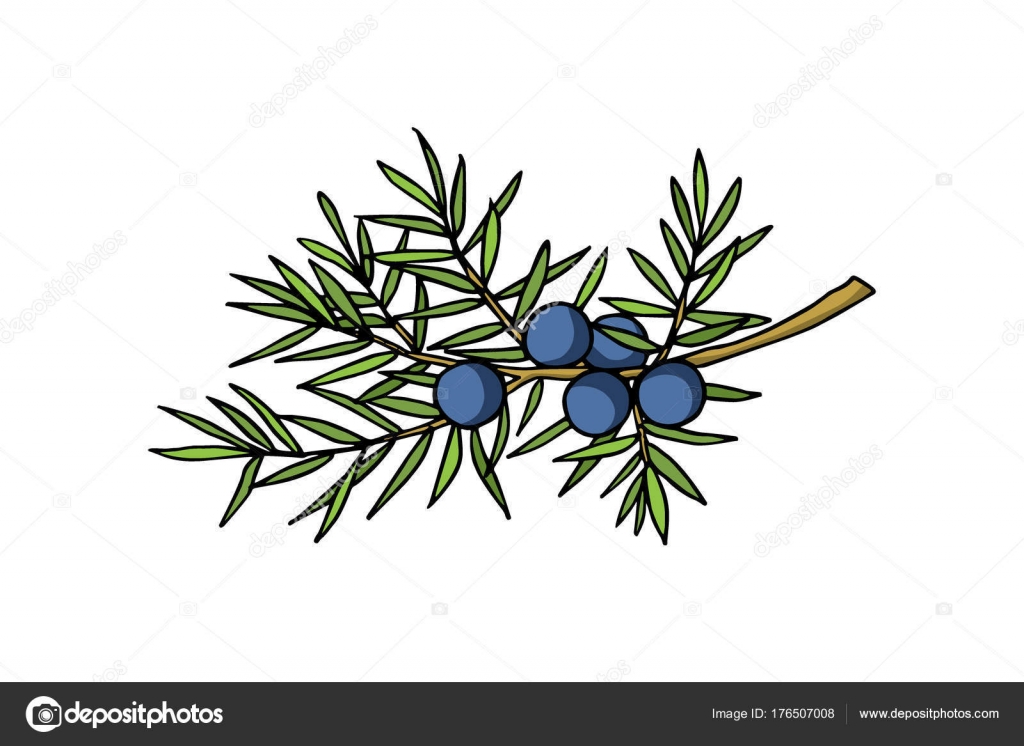 1024x746 Hand Drawn Juniper Twig Stock Vector Ezhevica