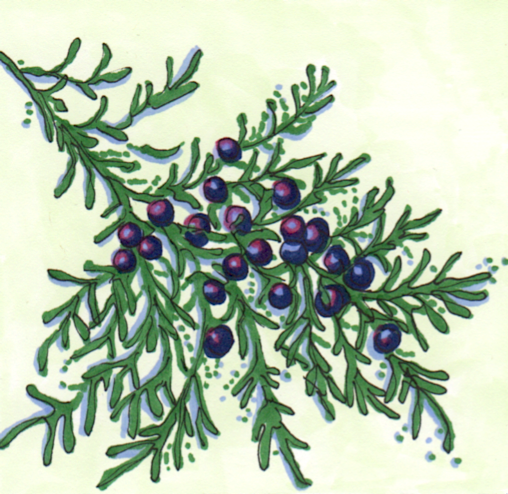 508x494 J Is For Juniper Alphadello