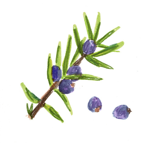 500x471 Juniper Berries Happy Herb Lady