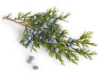 200x150 Juniper Berry Brine Recipe For Your Thanksgiving Turkey