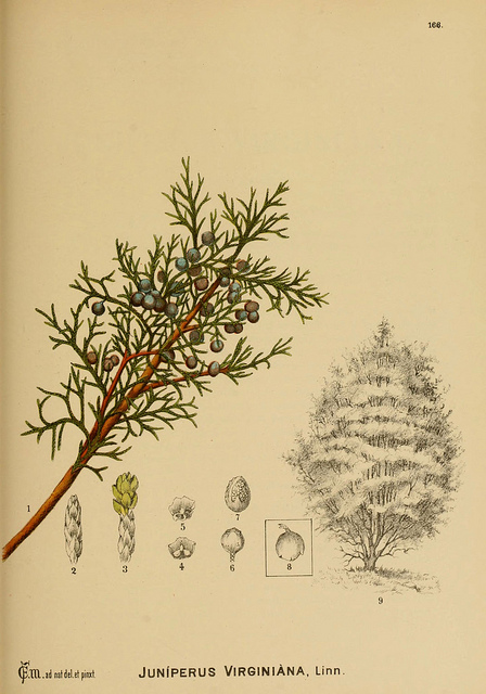 448x640 Old Botanical Drawing (Juniper) Tattoo Botanical