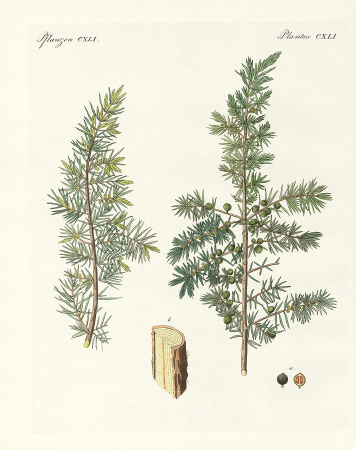 712x900 The Common Juniper Drawing By Splendid Art Prints