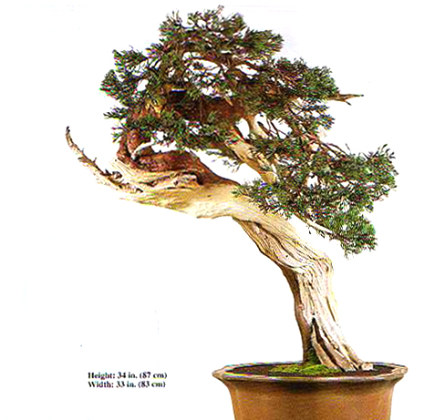 488x461 Bonsai Tree Drawing Your Bonsai