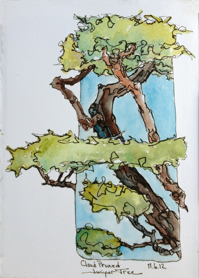 644x900 Cloud Pruned Juniper Tree Ink Watercolor En Plein Air Sketchbook