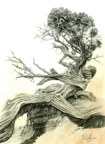 365x500 Juniper Tree Drawing