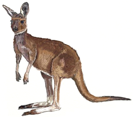 450x394 How To Draw A Kangaroo