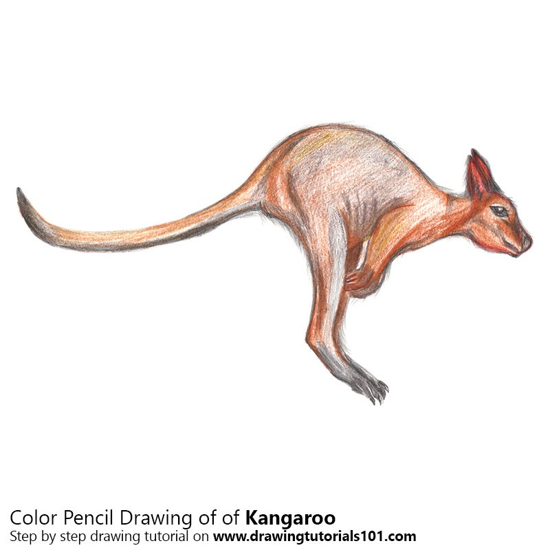 800x800 Kangaroo Colored Pencils
