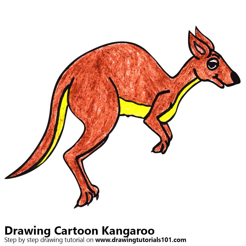 800x800 Learn How To Draw A Cartoon Kangaroo (Cartoon Animals) Step By