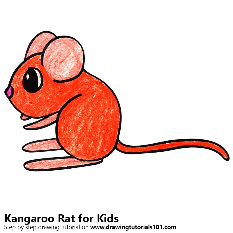800x800 Learn How To Draw A Kangaroo Rat For Kids (Animals For Kids) Step