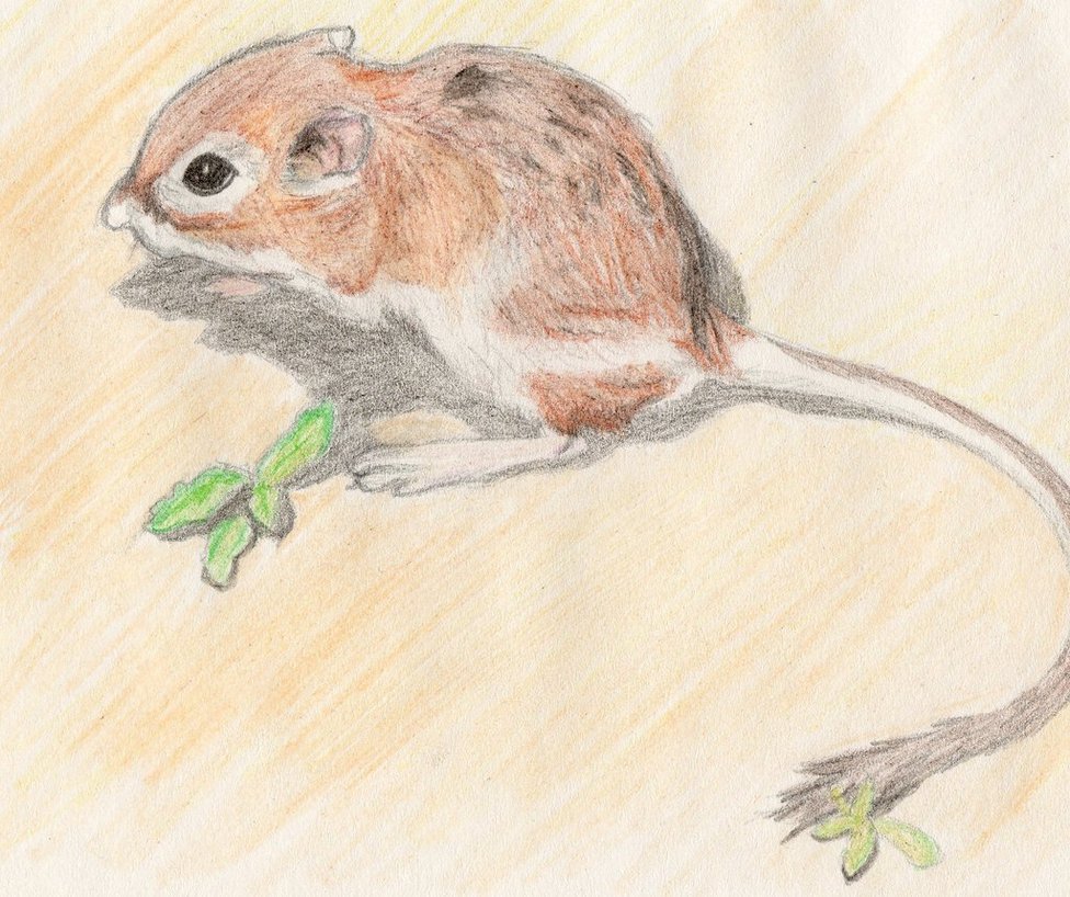 976x818 Giant Kangaroo Rat By Xhalloweenx