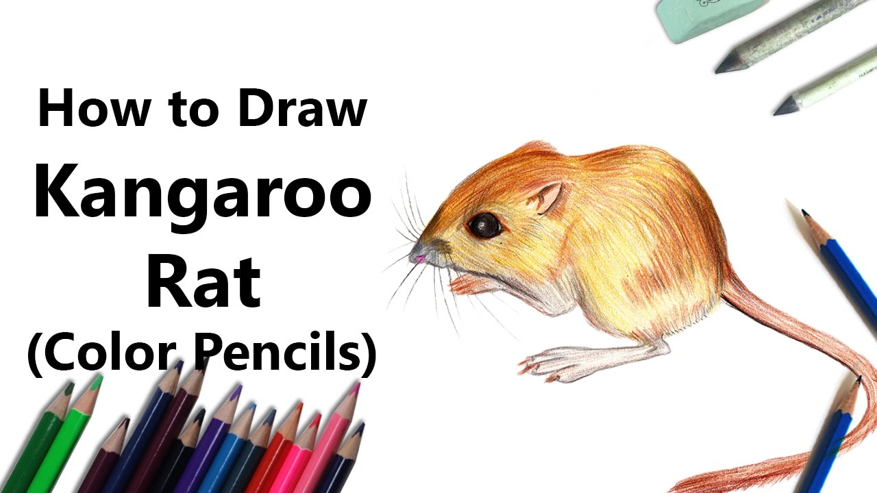 1280x720 How To Draw A Kangaroo Rat With Color Pencils [Time Lapse]